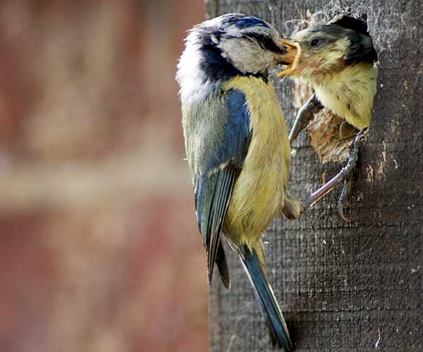 Источник фото: Википедия