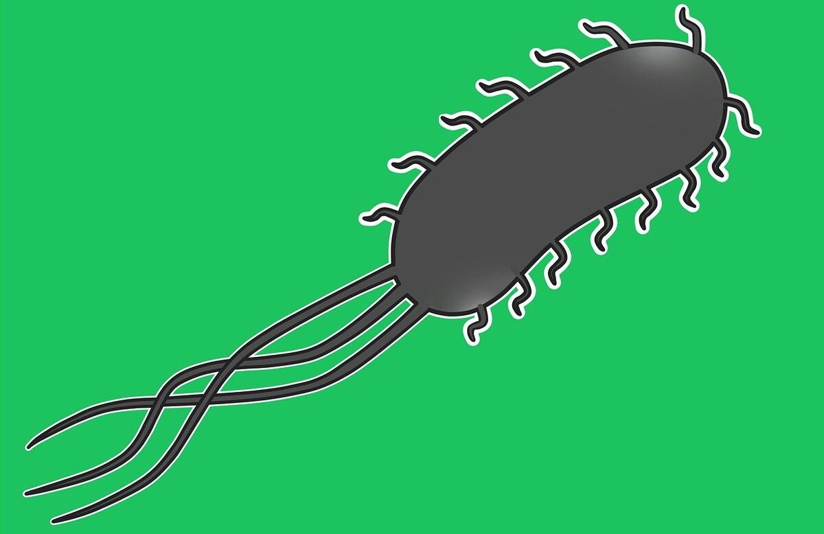 Escherichia coli рисунок микробиология