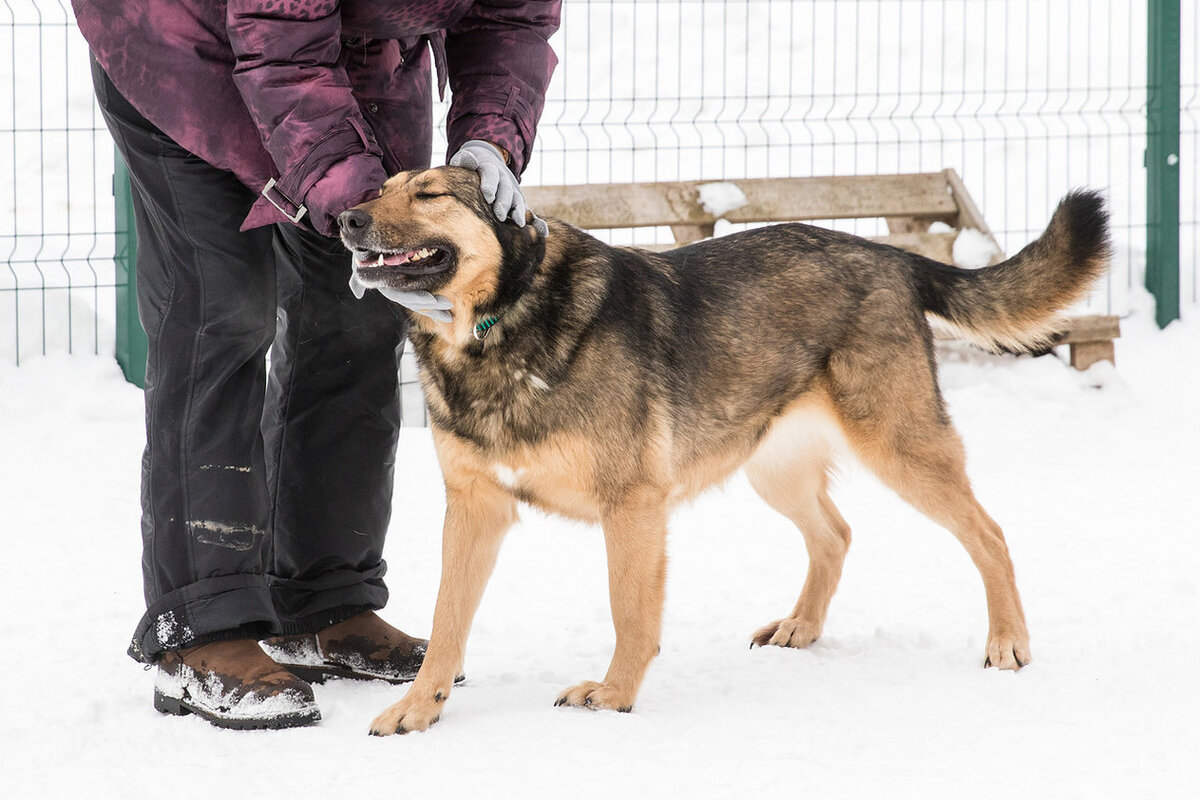 Долли, приют солнцево