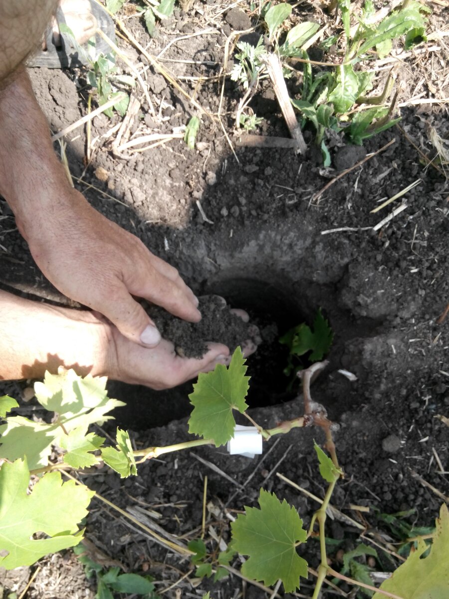 Руки у нового хозяина заботливые. Но...