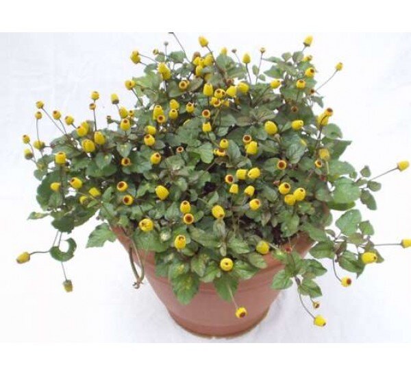 Выращивание и уход за Спилантесом