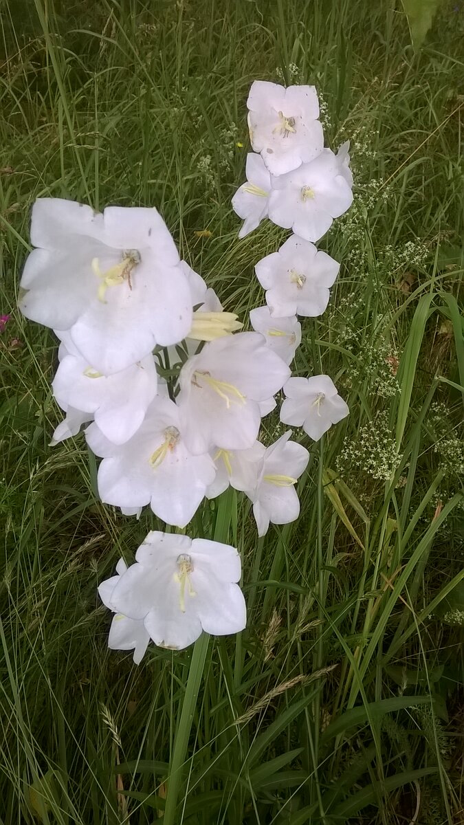 Колокольчик, который вырос сам по себе в лесной части моего участка, я его берегу и всегда обхожу это место, когда кошу там траву, хочу потом пересадить в цветник, фото автора