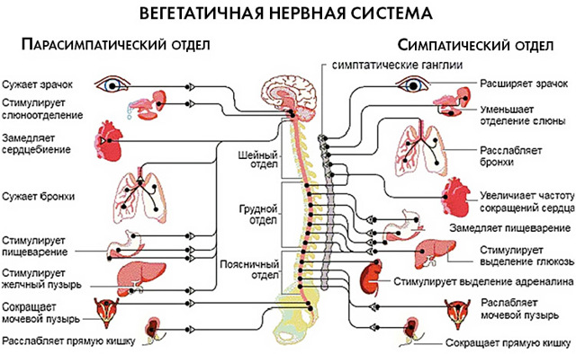 Лечение вегето-сосудистой дистонии в ведущих центрах и клиниках Германии