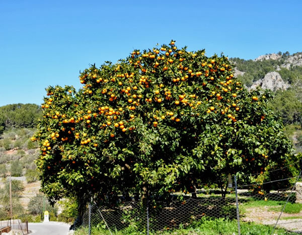 Майорка, Сольер (Soller).