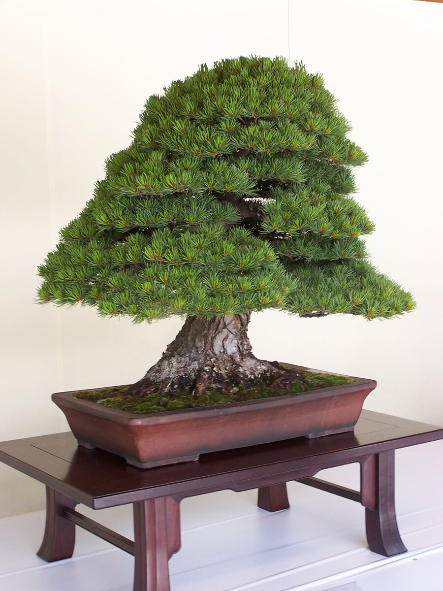 Фото многолетнего бонсай. 