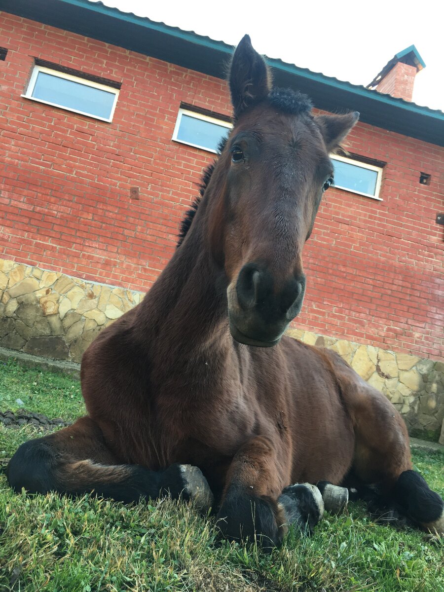 Э - элегантность.