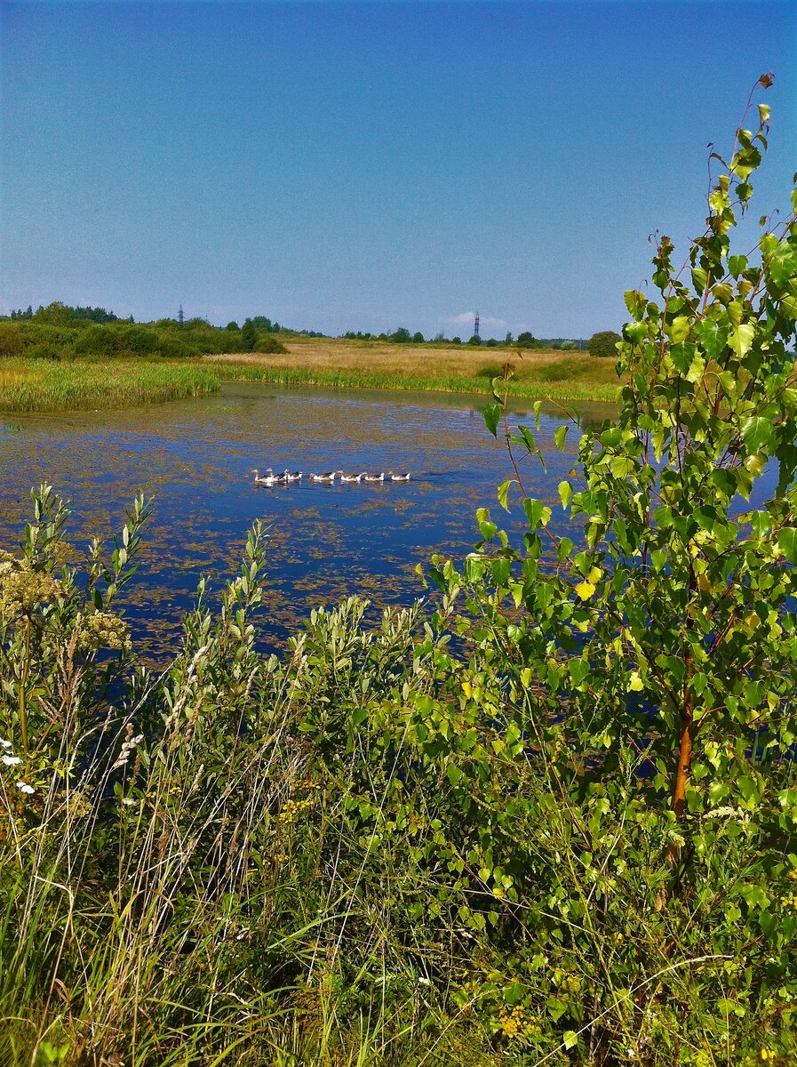 Наш пруд с дикими утками