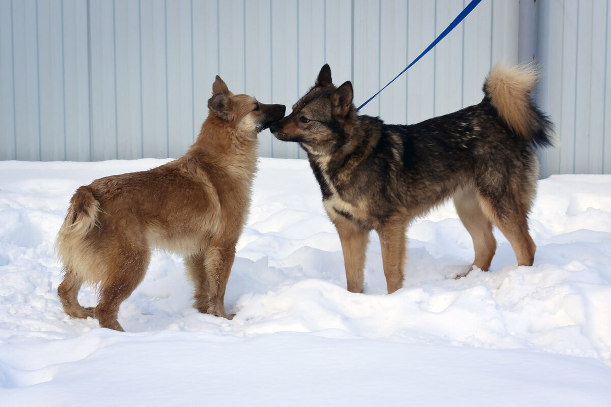 Вилка на ПКС п.Октябрьский, зима 2018г. Пункт кратковременного содержания, п.Октябрьский, Сысертский район, Свердловская обл. 