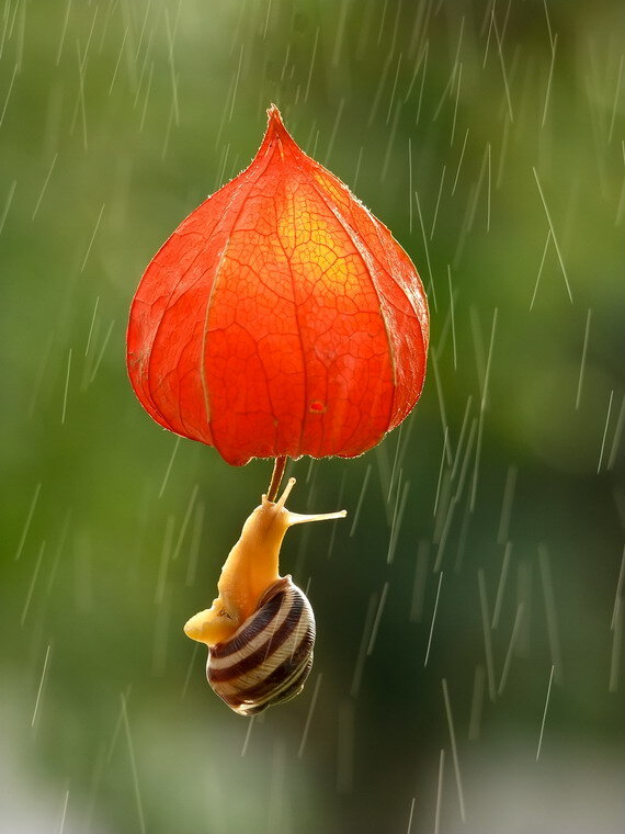 Фотография В. Мищенко. https://35photo.pro/vyacheslav1964/