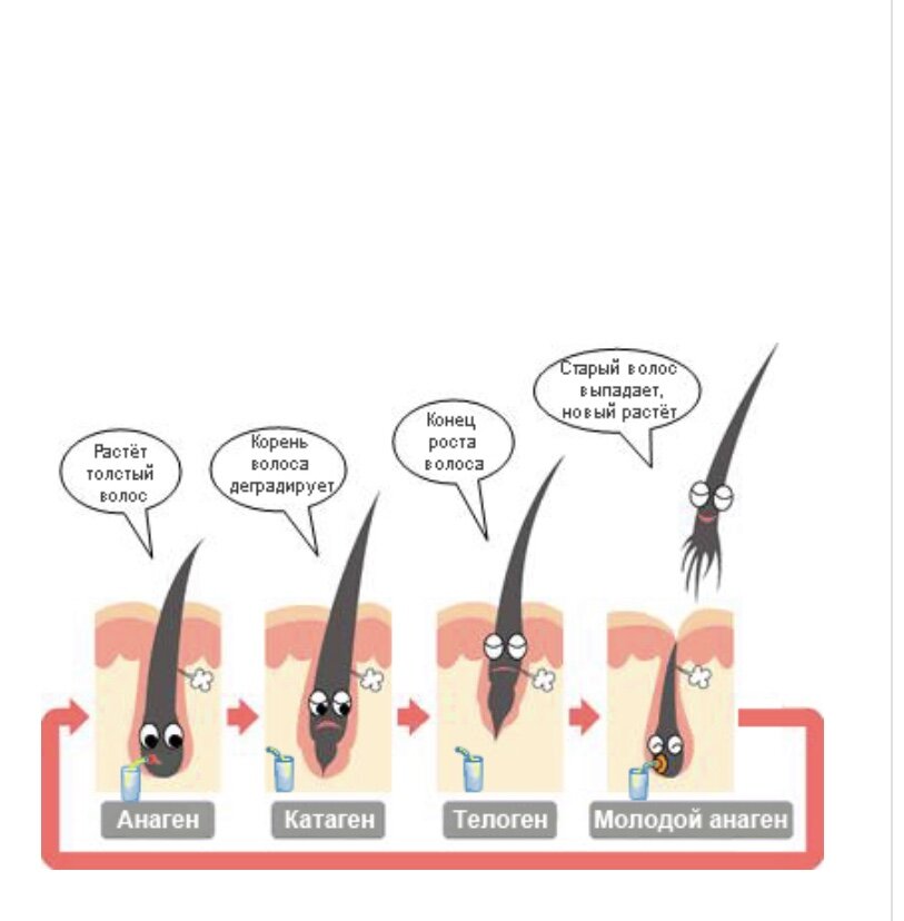 Сегодня будет интересный пост, посвящённый волосам на всееееем нашем теле😊
⠀
Задумывались ли вы когда-нибудь, ПОЧЕМУ ВОЛОСЫ НА ТЕЛЕ НЕ ДОСТИГАЮТ ТОЙ ДЛИНЫ, ЧТО НА ГОЛОВЕ⁉️
⠀
Длина волос зависит от стадии роста (анагена) каждого вида волос. Волосы на голове растут со скоростью 0,35 мм в сутки. Их стадия роста длится 2-5 лет☝🏻
⠀
У взрослого человека на голове 85% волос находятся в стадии роста, а 15% в стадии замирания (телогене). Во время беременности🤰🏼 число волос в стадии роста увеличивается ⬆️, а в пожилом возрасте👴🏻 наоборот снижается ⬇️.
⠀
На голове волосы растут 6 лет, при этом могут достичь длины 70 см💪🏻 Это будет его максимальная длина.
⠀
А вот НА ТЕЛЕ длительность роста волос обусловлена его биологическими часами (биологическими ритмами), может длится несколько месяцев, например 4. Потом они выпадают и на их месте отрастают новые волоски. Клетки, которые формируют наши волоски на теле просто запрограммированы расти всего пару месяцев, а на голове несколько лет‼️
⠀
У большинства животных🐶, выпадение и рост волос синхронизировано: волоски на всех участках тела растут и выпадают с одинаковой скоростью. Поэтому у них бывают периоды линьки, когда они теряют большинство существующих волос и на их месте вырастают новые😊
__________
‼️ Если часто удалять волосок на теле с корнем, фолликул будет разрушаться со временем и терять способность производить новые волосяные клетки.
⠀
Именно поэтому для тех, кто хочет остановить рост волос на теле рекомендуется депиляция (сахарная или восковая), при которой волосок удаляются с корнем👌🏻☺️
⠀
❓Ну что, пост был полезен, интересен для вас?❤️ Жду комментариев 🥰