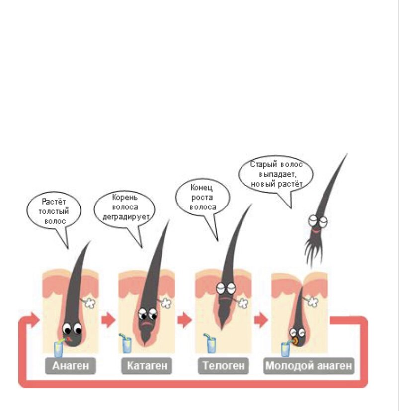 Фазы роста ресниц в картинках