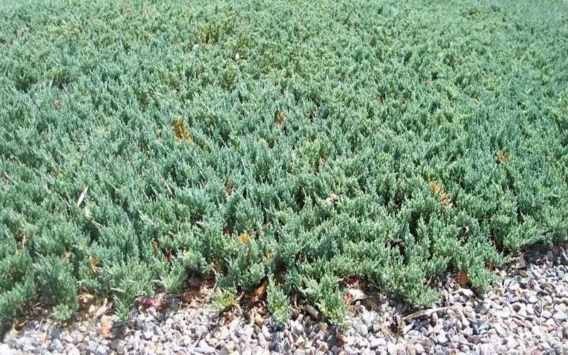 Низкие, быстро разрастаемые многолетние растения для мульчирования почвы.