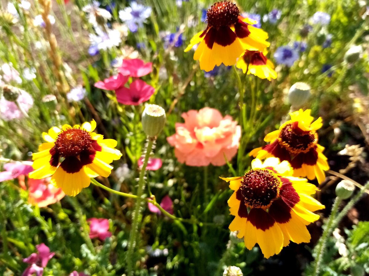 Кореопсис красильный, однолетник. На заднем плане лен крупноцветковый красный и маки 