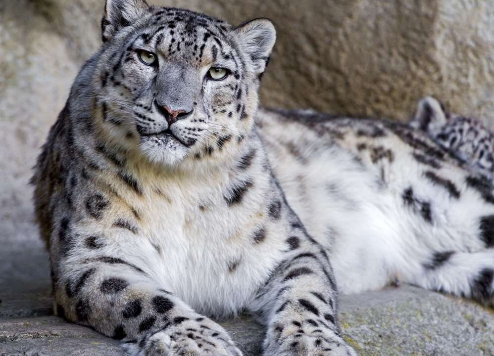 Снежный барс. Взято с Яндекс.Картинки