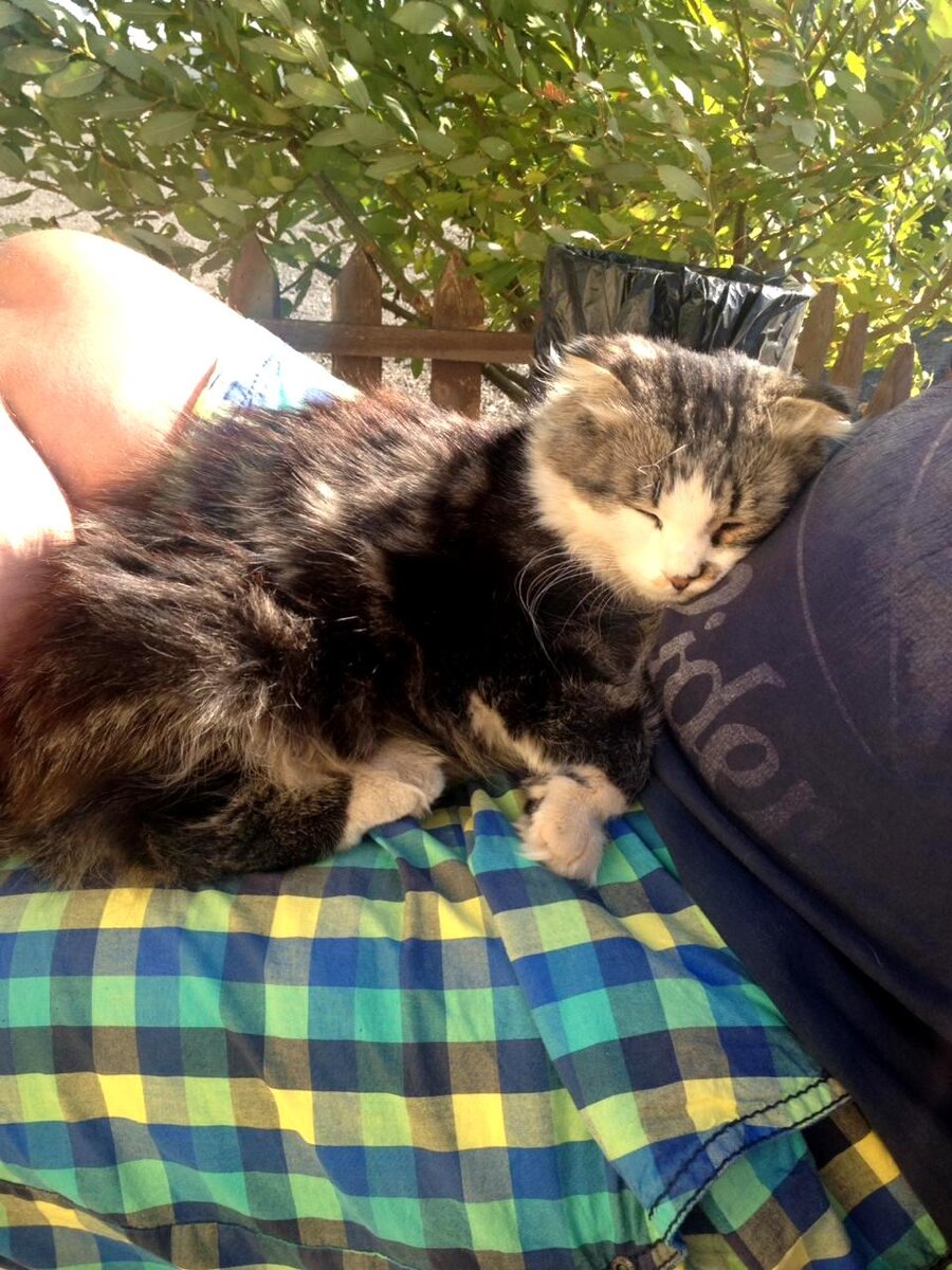  И уже через несколько секунд комочек лежал, свернувшись калачиком, на руках. 