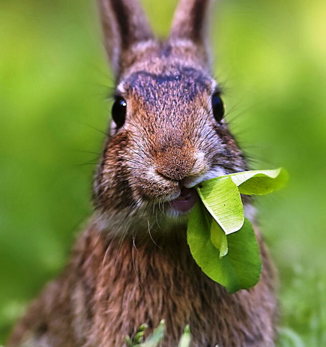 Кормление кроликов: виды кормов, нормы питания