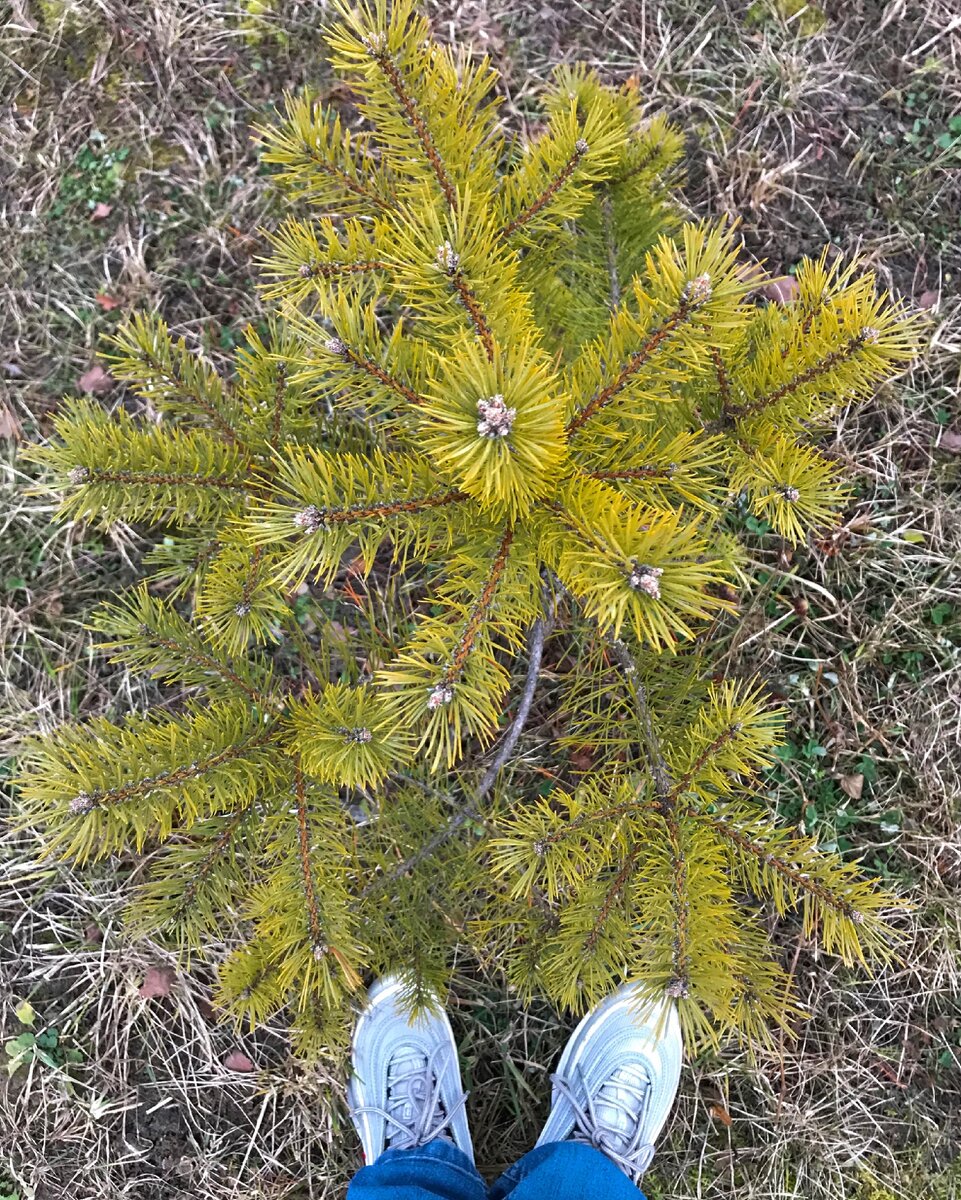 Наша будущая новогодняя сосенка