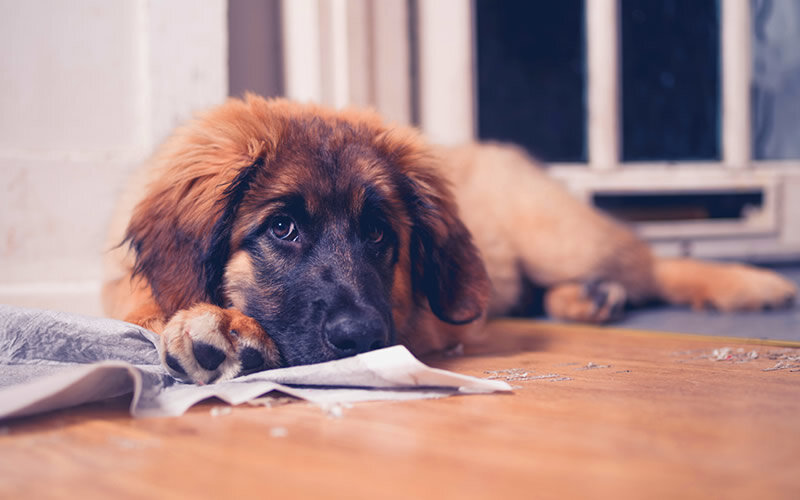 Молодой собаке проще привыкнуть к одиночеству. Фото mera-petfood.com