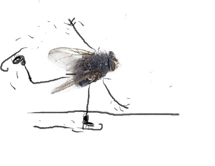 И пока муха будет гладить свои лапки. Муха рисование. Инсталляция с мухами. Муха на коньках. Сонная Муха.