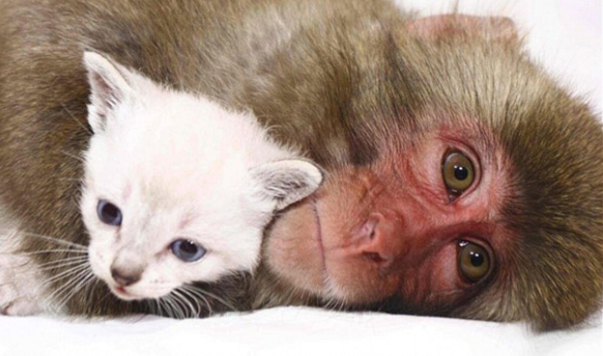 Источник: Яндекс картинки в качестве иллюстрации