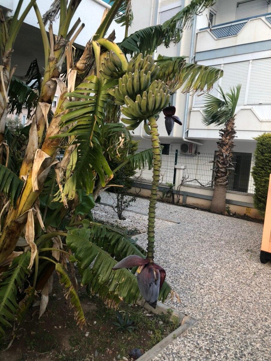 Растут бананы у моего подъезда