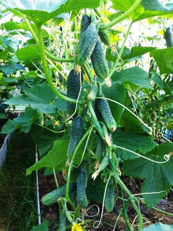 Фото взято с интернета