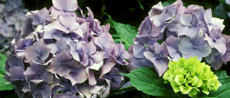 Гортензия