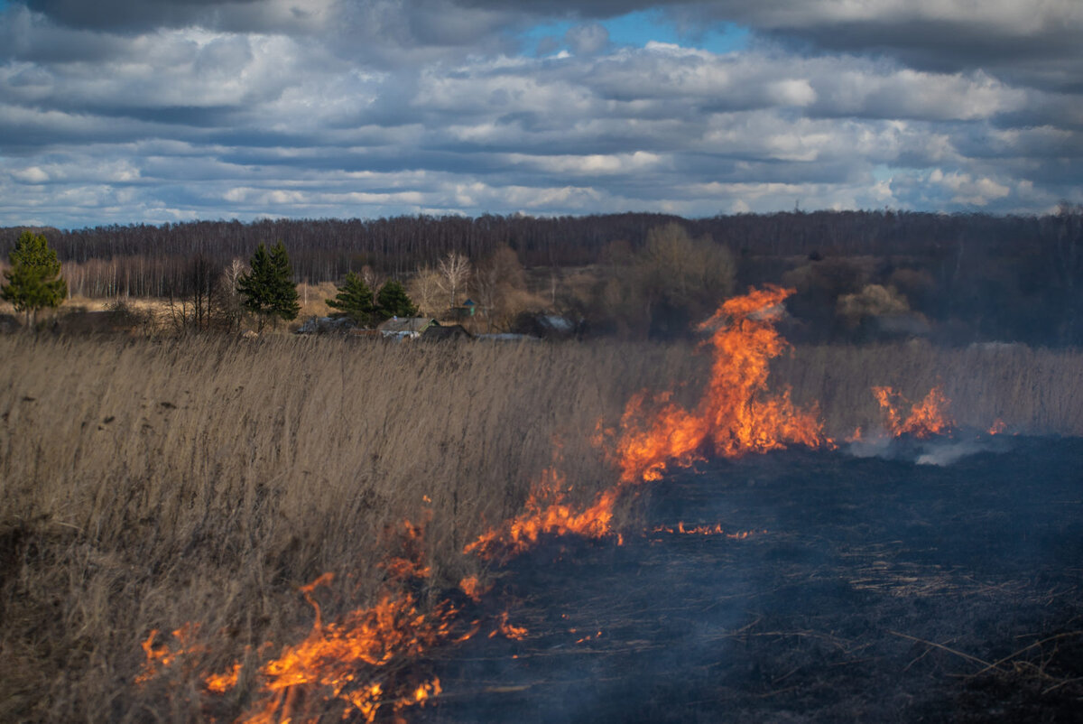 Почему много пожаров. Пожар в лесу. Гринпис пожары. Сгоревший лес. Лесные пожары в Московской области.