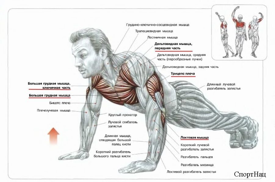 Отжимания комплекс упражнений. Как называются упражнения. Большая нагрузка на мышцы. Упражнения с собственным весом. Как называются натренированные мышцы.