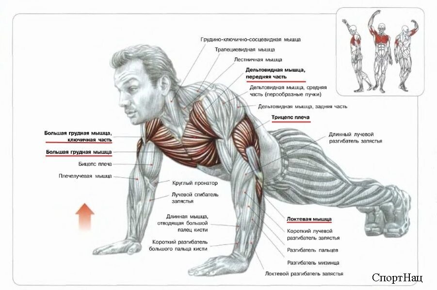 Комплекс отжиманий. Как называется упражнение. Большая нагрузка на мышцы. Как называются натренированные мышцы. Цель тренировок.