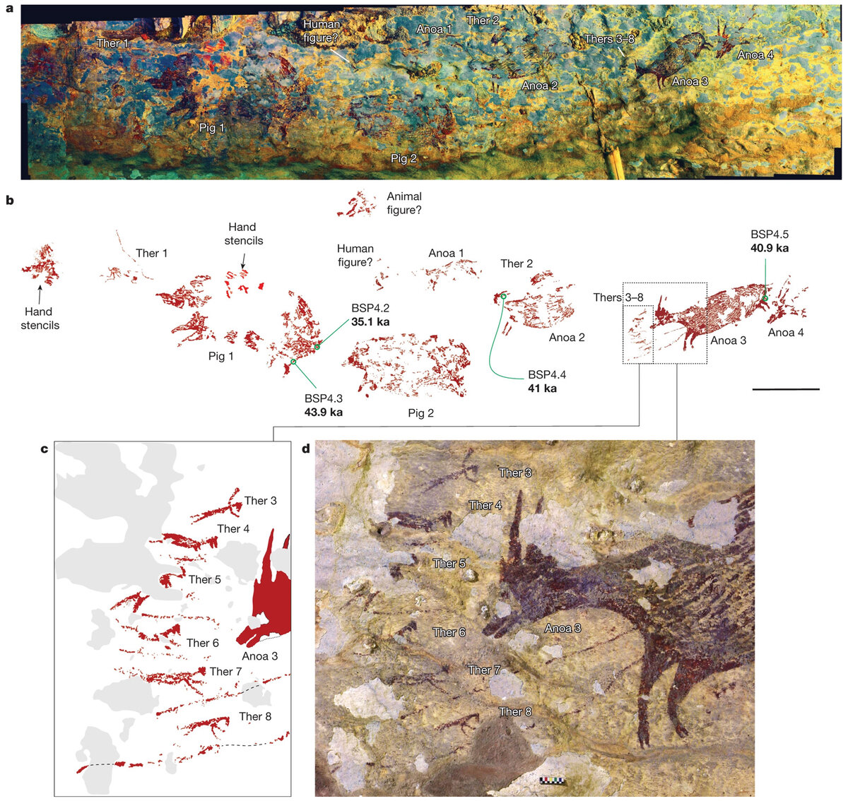 Наверху - фотография с места событий, посередине - схема этих самых событий (Ther - тирантропы, Pig 1.2 - бородавчатые свиньи, Anoa - буйволы; hand stencils - отпечатки ладоней; BSP4.2-BSP4.3 - минеральные натеки с датировкой). Aubert et al. / Nature, 2019