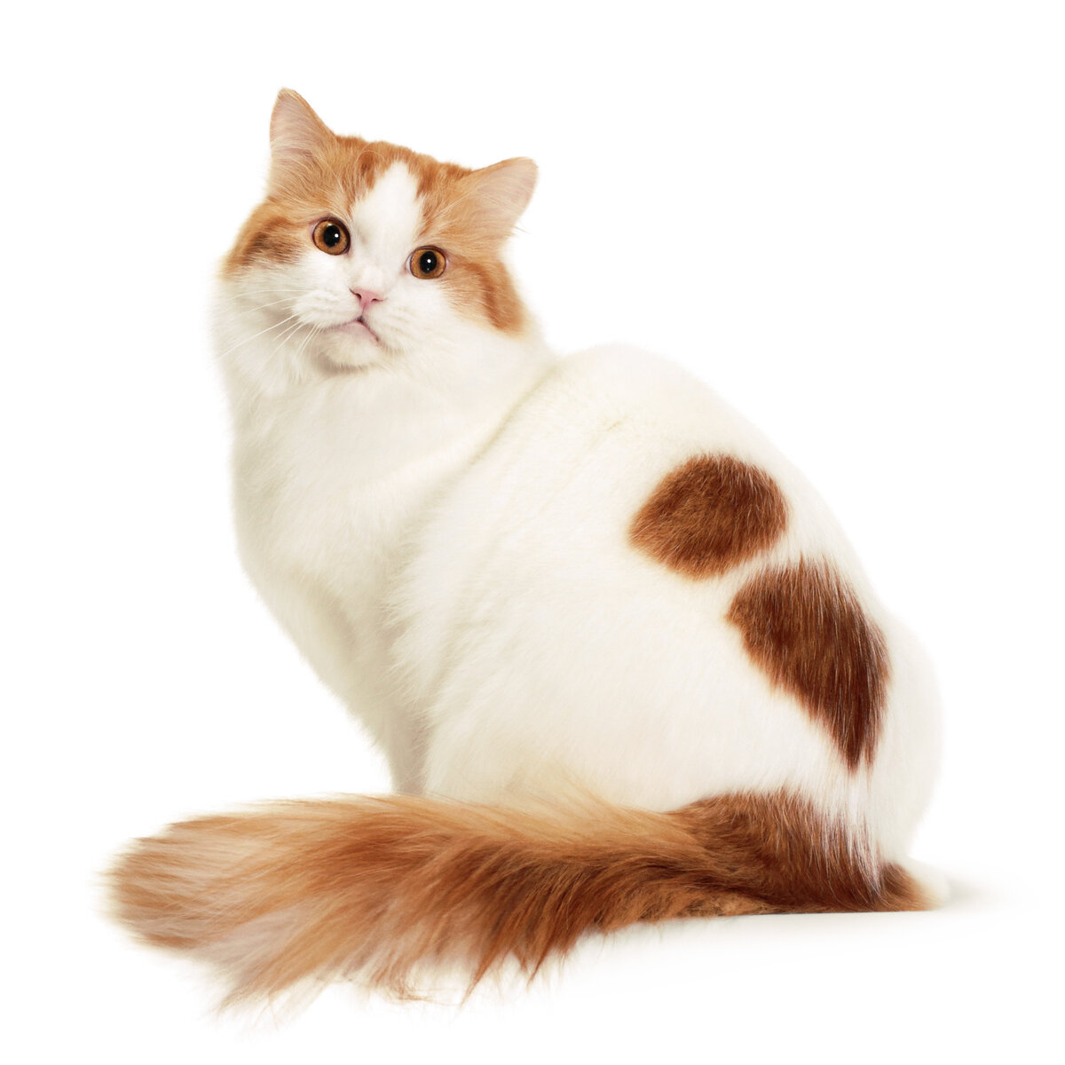 фото Рагамаффина