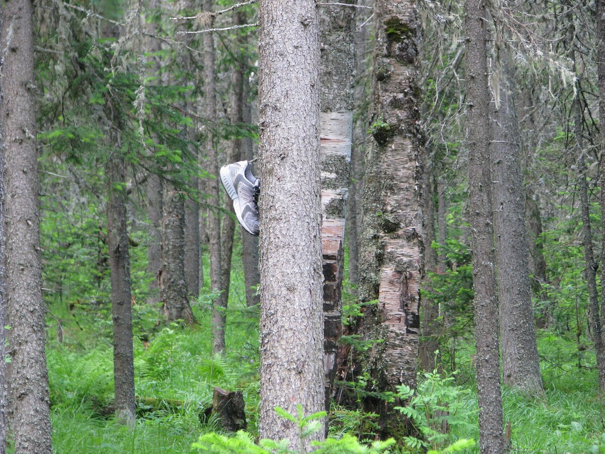 Кто-то понял что кроссовки не для похода уже забравшись далеко в лес.