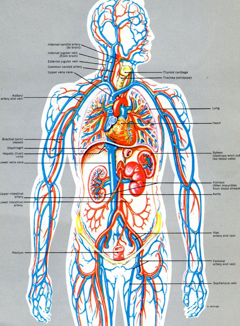 Анатомический атлас кровеносная система человека