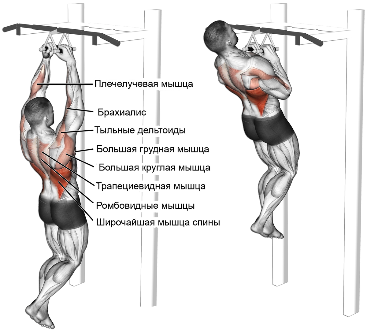 Брахиалис - забытая многими важнейшая мышца плеча . | YourBody | Дзен