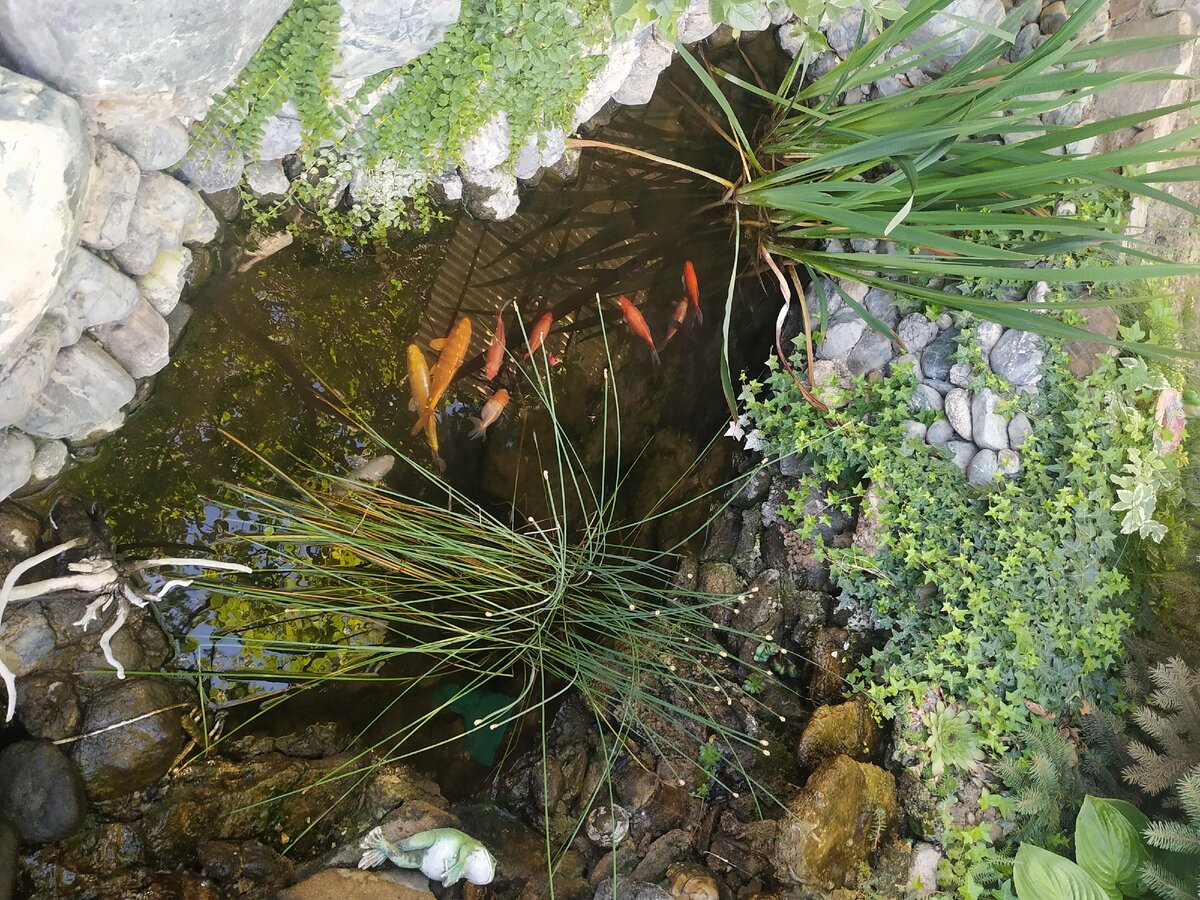 Вот такие вот рыбы плавают у меня в пруду .