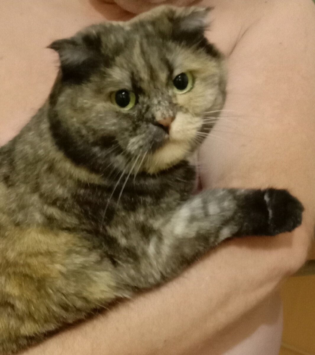 Он меня сам взял на руки и не отпускает. А я так-то к тебе шла