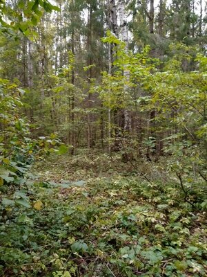 Выбрался в лес за мухомором.