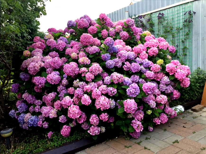 Этой красавице уже около 20 лет