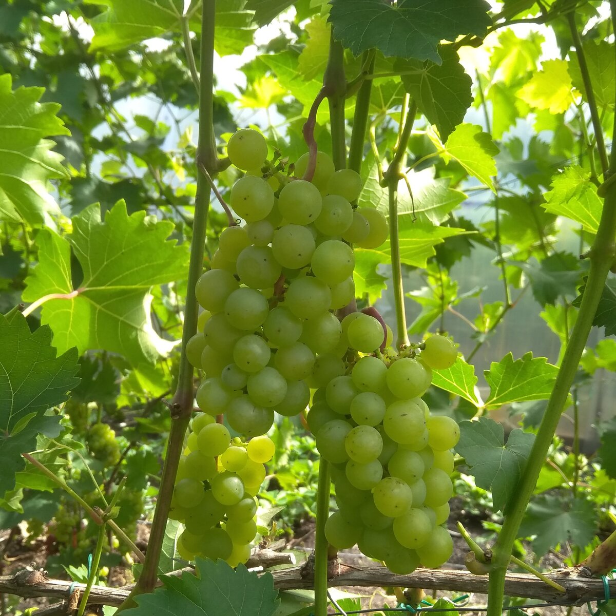 виноград галахад фото отзывы