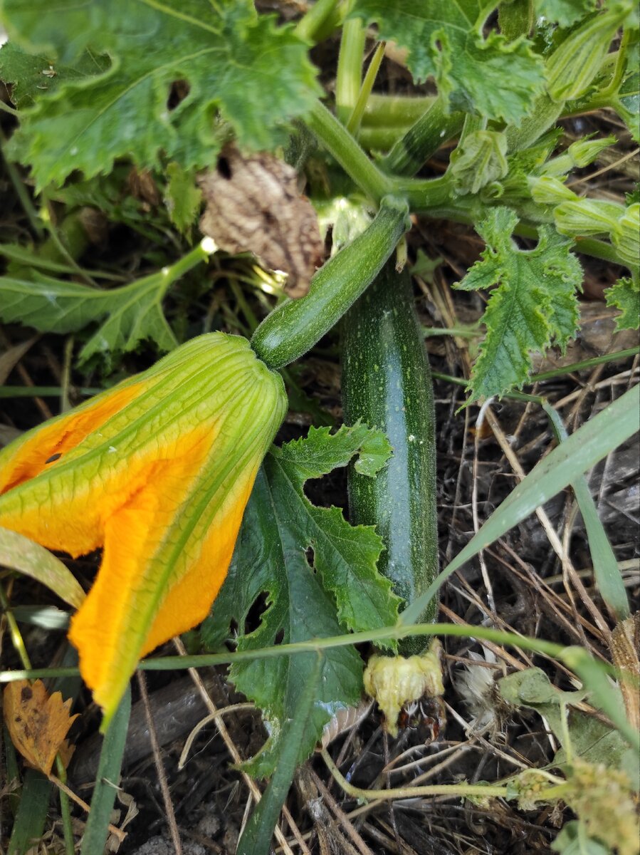 Кабачки. Фото из личного архива