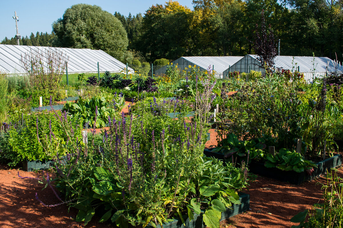 Садоводство боде. Сад боде в павловске. Садоводство боде. Садоводство боде осенняя пастораль. Садоводство боде в павловске.