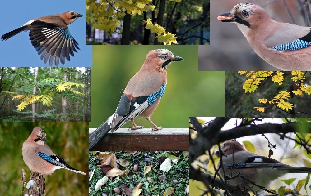 Сойка (50 фото): описание птицы, чем питается и где обитает