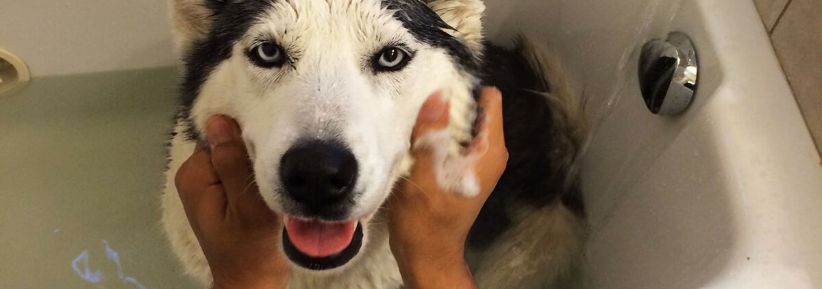 Фото: https://wolfyakut.com/ru/2016/01/26/uhod-za-sibirskim-haski/