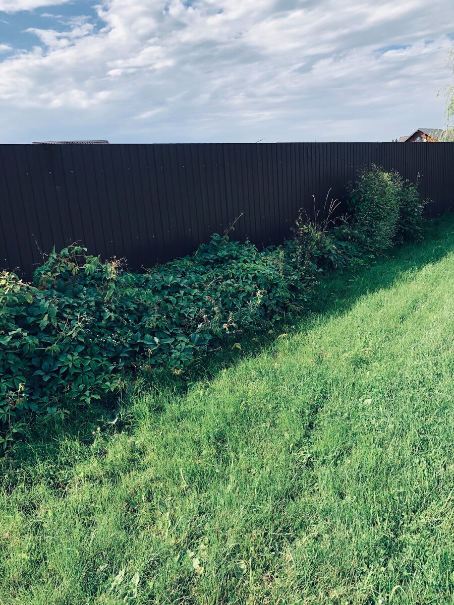 А вот это последний кусок, который надо очистить. Где-то там внутри есть клумба, я хочу после расчистки туда посадить гейхеру и астильбу. 