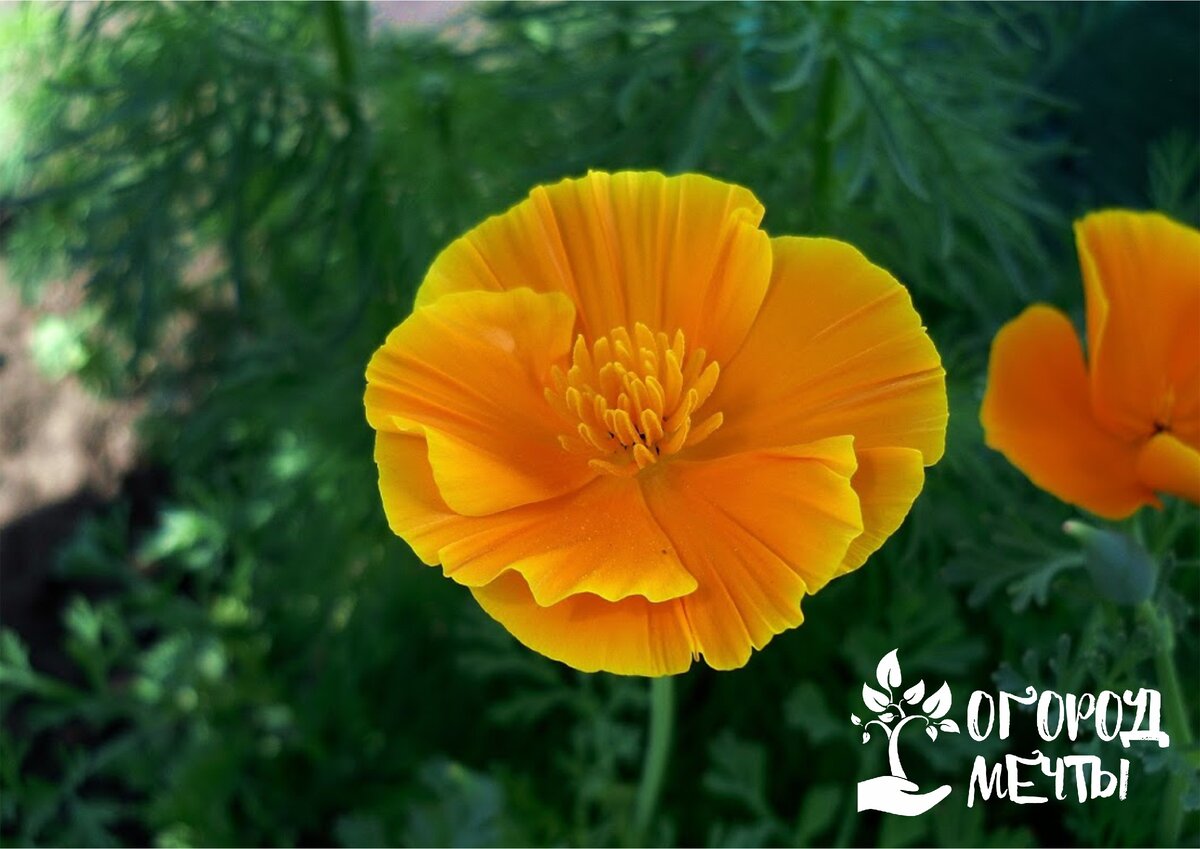 Оранжевые цветы на весь экран яркие растения вдохновляющие на новые идеи
