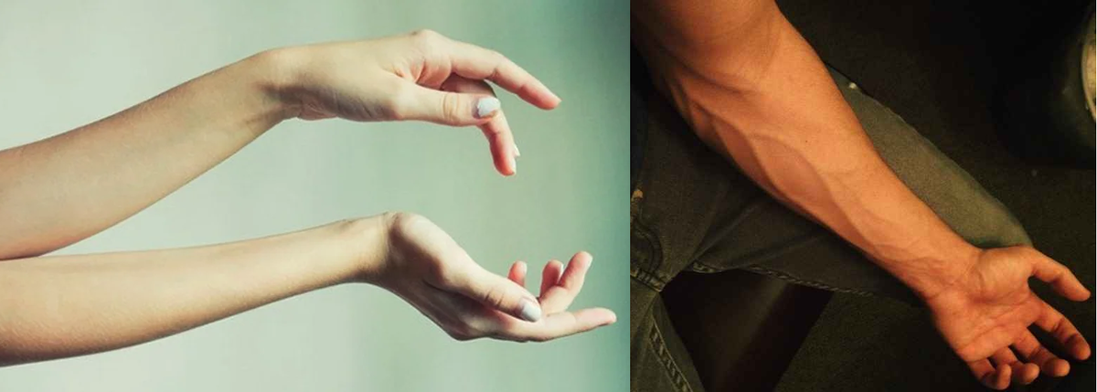 У женщин на предплечьях более толстая жировая прослойка, меньше жил и сухожилий.