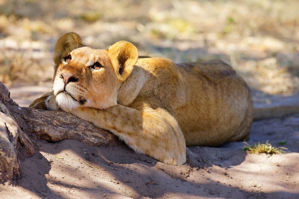 Одинокая львица