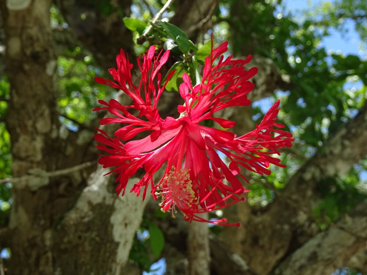 Hibiscus hareyae