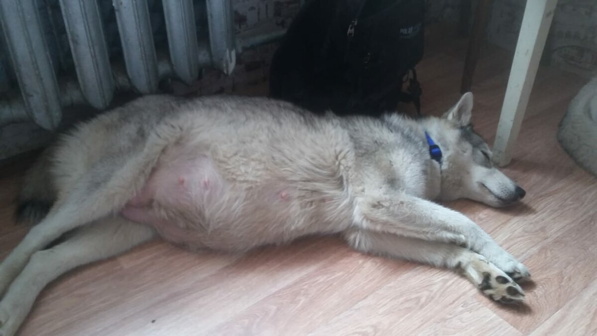 Сюрприз с помойки